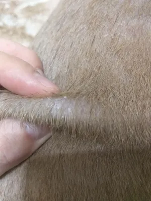 У собаки выпадает шерсть и шелушится кожа фото фото