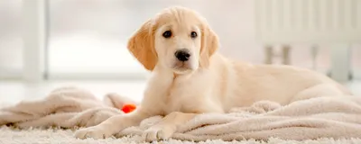 Выпадение шерсти у собак: причины и методы лечения