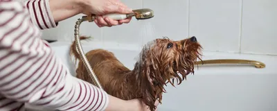 Лечение лишая у собаки — как и чем лечить стригущий и розовый лишай в  домашних условиях - Зоомагазин MasterZoo