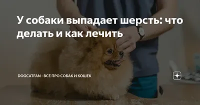 Шампуни для собак Pchelodar - отзывы, рейтинг и оценки покупателей -  маркетплейс megamarket.ru