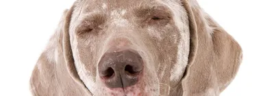 Почему собака чешется и грызет себя: причины зуда у собаки, лечение  первопричины, средства для снятия зуда