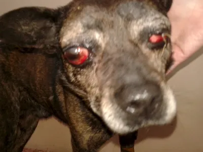Самые большие собачьи глаза в мире (11 фото) » Клопик.КоМ