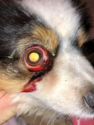 Глаза выпали: чипированные собаки стали часто погибать под колесами авто в  Муравленко - МК Ямал