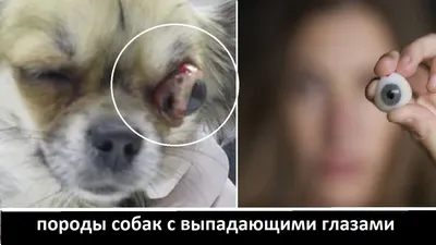 Пропала собака в Анапе, адрес - Пионерский проспект, 257В | Pet911.ru