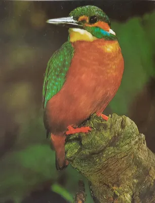 Удивительная птица: Зимородок | Путевые Заметки | Дзен
