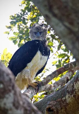Самая удивительная птица из Южной Америки | Пикабу