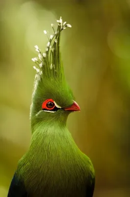 Удивительные виды птиц, о которых вы даже не слышали | Animals beautiful,  Pet birds, Pretty birds