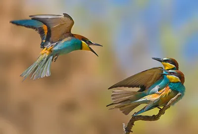 Даурский заповедник - Удивительные птицы Даурии