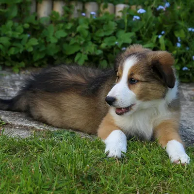 Английская овчарка (English shepherd) (Породы собак) английская овчарка  фото, английская овчарка купить, английская овчарка щенки, английская  овчарка купить щенка, английская овчарка питомник Энциклопедия о животных  EGIDA.BY