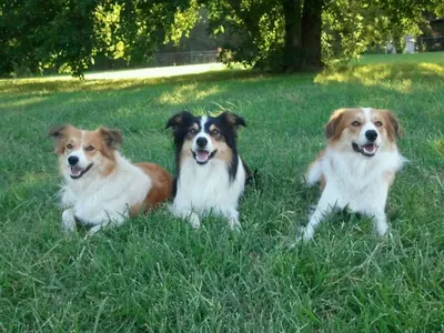 Уэльская овчарка фото | Welsh sheepdog, Sheepdog, Sheep dog puppy