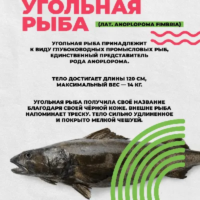 Угольная рыба фото фото