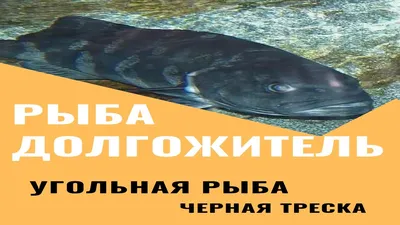 Угольная рыба ***чёрная треска*** - описание и фото продукции в каталоге  брендов Fishretail.ru