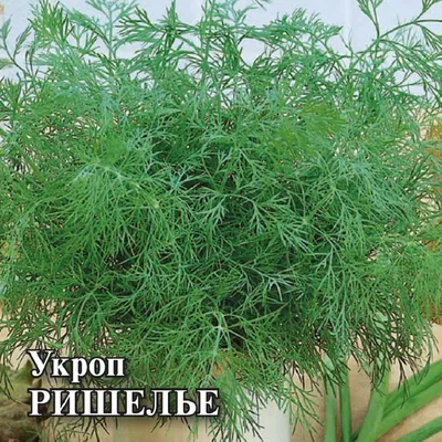 Укроп - Moravan - 2800 семена - Anethum graveolens L. – Garden Seeds Market  | Бесплатная доставка