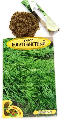 Семена для Вас - Купить Семена. Укроп \"Богатолистный\" РС1, 3 грамма.  Кустовой формы, пряность, ароматный Почтой по низкой цене