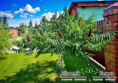 Сумах оленерогий, Сумах пушистый, Уксусное дерево (Rhus typhina) | продажа  деревьев в Украине