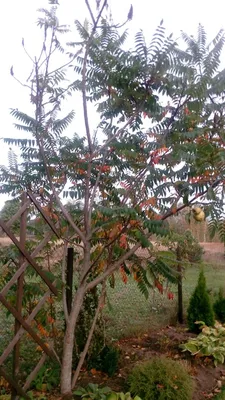 Сумах, уксусное дерево (Семена 2023г. Цена за 30шт) Морозостойкость до  -35°C | Лесосад - семена и саженцы
