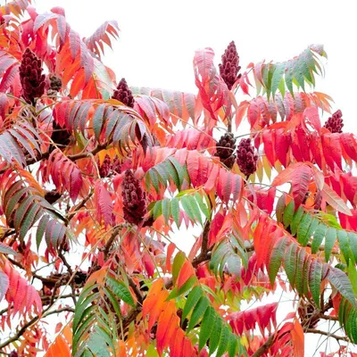 Уксусное дерево | Пикабу