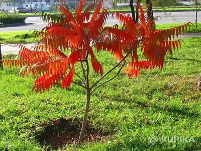 Купить Сумах уксусное дерево. Саженцы в Москве и области по низкой цене