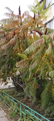 Сумах пушистый-уксусное дерево, цена 100 руб. купить в Загорянском
