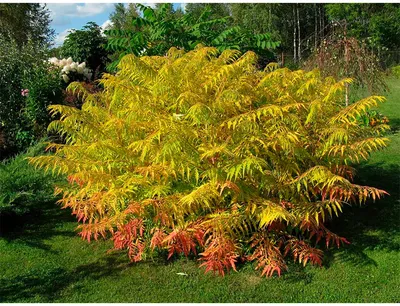 Уксусное дерево (Сумах пушистый) - купить в Украине — интернет-магазин  СолнцеСад