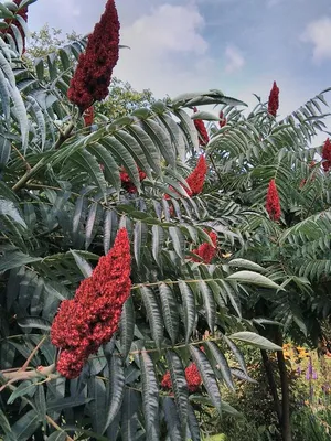 Сумах пушистый или оленерогий, (уксусное дерево), Rhus typhina