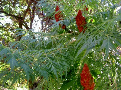 Семена Сумах оленерогий (уксусное дерево), Rhus typhina, 35 штук |  AliExpress