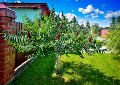 Уксусное дерево и «месть соседа». Это растение входит в моду в Беларуси,  ведь оно и красивое, и практичное