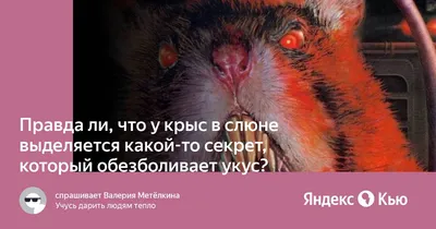 Техника безопасности | #Rat66