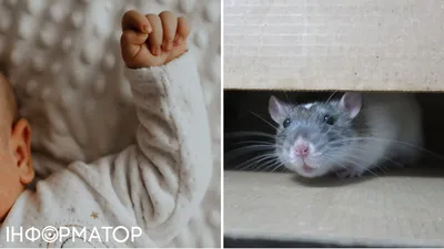 Россиянам дали советы по борьбе с крысами на улицах: Город: Среда обитания:  Lenta.ru