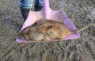 Крысы разбушевались: на укусы грызунов пожаловались 59 жителей Ульяновской  области - KP.RU