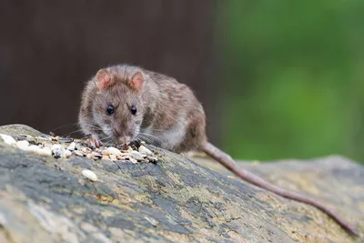 Туша Крысы Лежащей На Дороге Умерла От Укуса Кошки — стоковые фотографии и  другие картинки Без людей - iStock