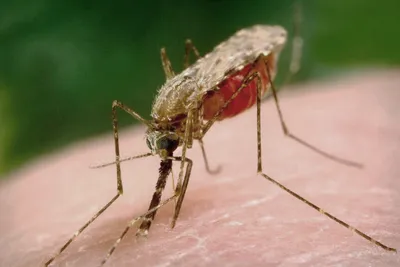 Снимаем зуд и жжение после укусов комаров и других насекомых с помощью  Успокаивающего роллера Анти-укус Puressentiel