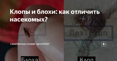 Опасные насекомые и их укусы — блог медицинского центра ОН Клиник