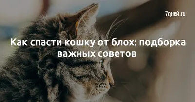 Что важно знать про блох у кошек и собак. | Ветеринар и собачка | Дзен