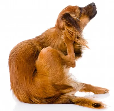Блохи у домашней собаки: симптомы и лечение
