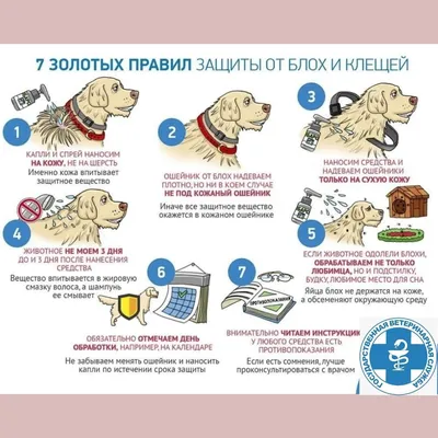 Дерматит у собак | Причины, диагностика и лечение