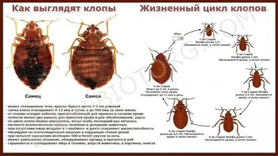 Постельные клопы и ребенок: как уберечь малышей от укусов