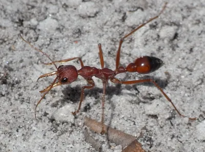 Чем опасны укусы муравьёв и что с этим делать - Лайфхакер