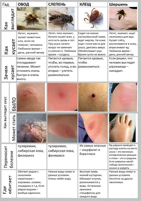 Что делать, если покусали мошки: советы врача-инфекциониста — Украина