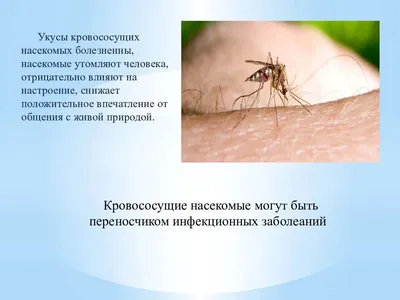 Какие заболевания переносят комары и как они проявляются — блог  медицинского центра ОН Клиник