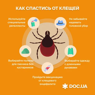 Кто может кусать ночью? Распознаём насекомое по укусу