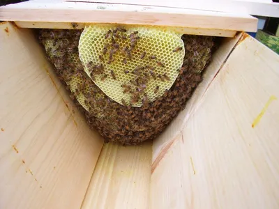 Чертеж улья 10 рамок Дадана-Блатта (каркас) | Объединенный пчеловодческий  форум | Пчеловодство | Пчеловод.ИНФО