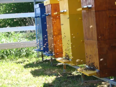 Дно сетчатое (съемное с заслонкой) на 10-ти рамочный Улей в  интернет-магазине инвентаря для пчеловода - Uleyshop