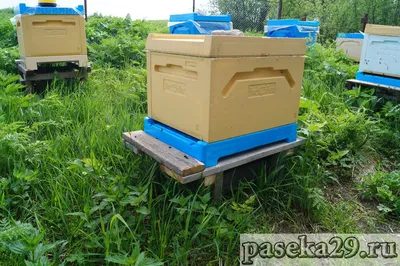 Рамки для пчелиных ульев: из чего изготавливать?