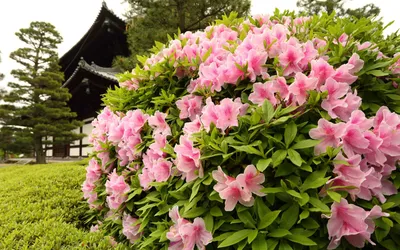 Дерен белый (Cornus alba) - «Похож на фикус Бенджамина» | отзывы