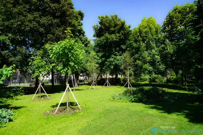 Новости - Предлагаем кустарники фотинии для высоких живых изгородей