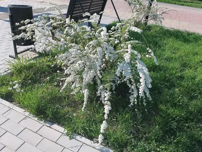 На улицах Костромы начали появляться новые деревья и кустарники |  12.09.2022 | Кострома - БезФормата