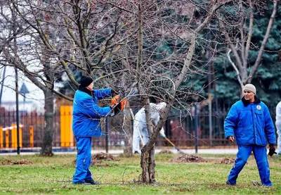 Купить уличные светящиеся светодиодные кусты в Москве оптом и в розницу по  выгодной цене! Световые кусты для украшения улиц к Новому году