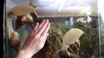 Улитка Кролик - редкий гость в аквариуме! | Пикабу
