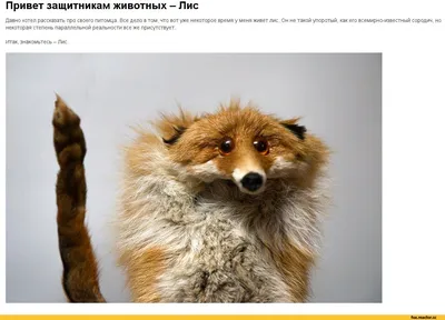 Привет защитникам животных - Лис Давно хотел рассказать про своего питомца.  Все дело в том, что во / лис :: slightly nuts :: more in comments :: fox :: упоротый  лис ::